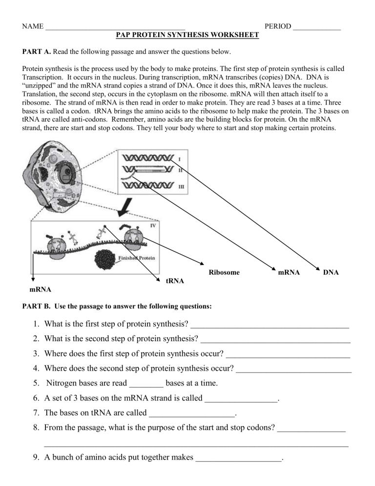 5 Crucial Steps in Pap Protein Synthesis