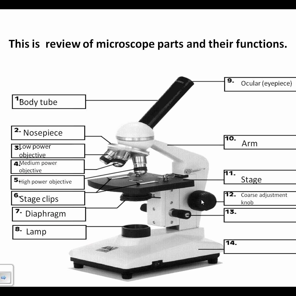 Parts Of A Microscope Worksheet Answers