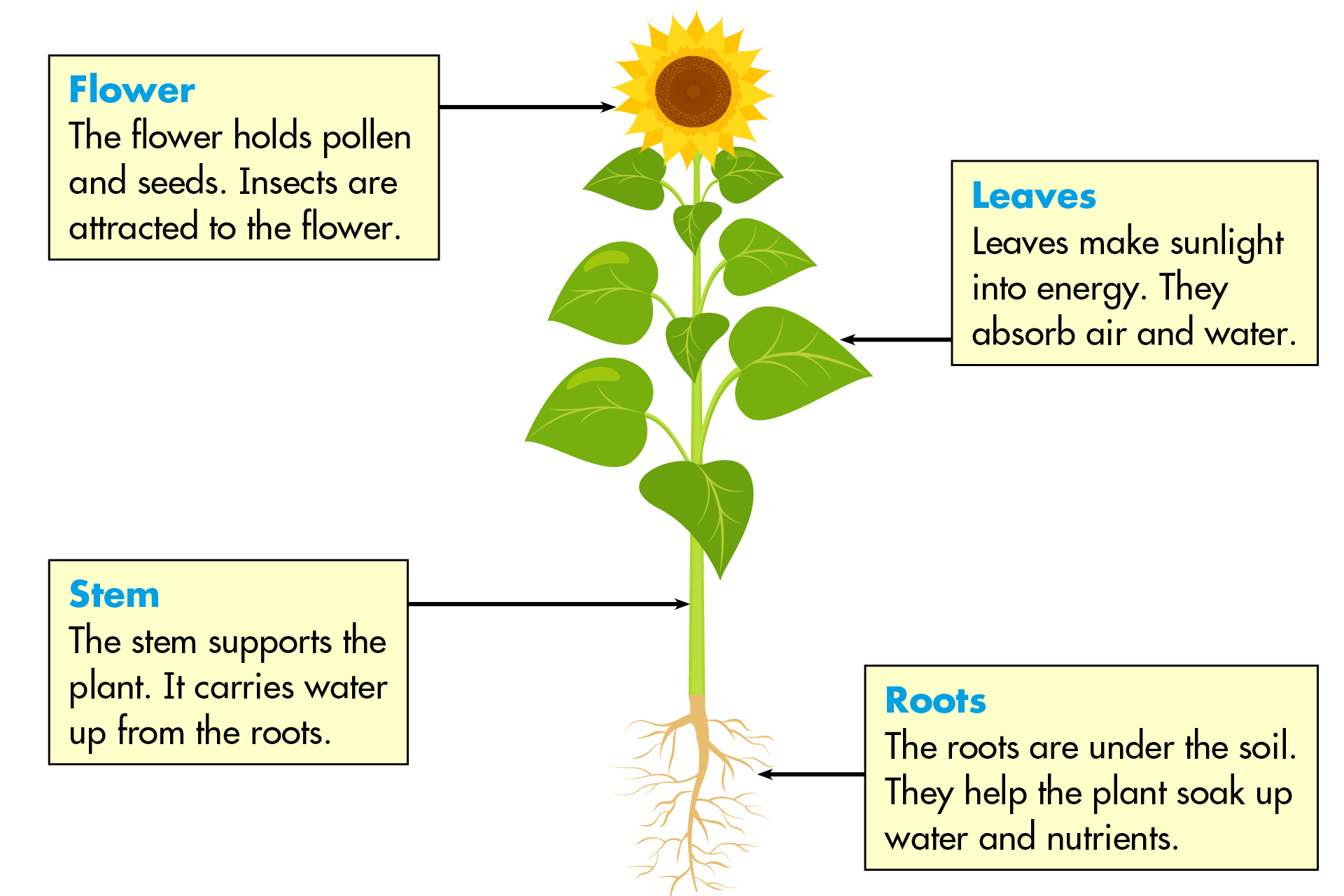 Parts Of A Plant Review Worksheets Digital Distance Learning Printable