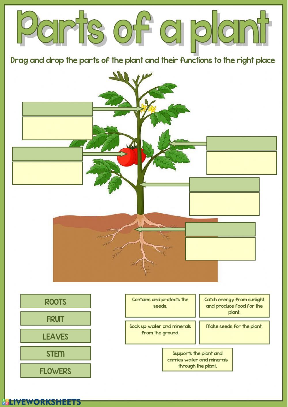 Parts Of A Plant Worksheet Worksheet