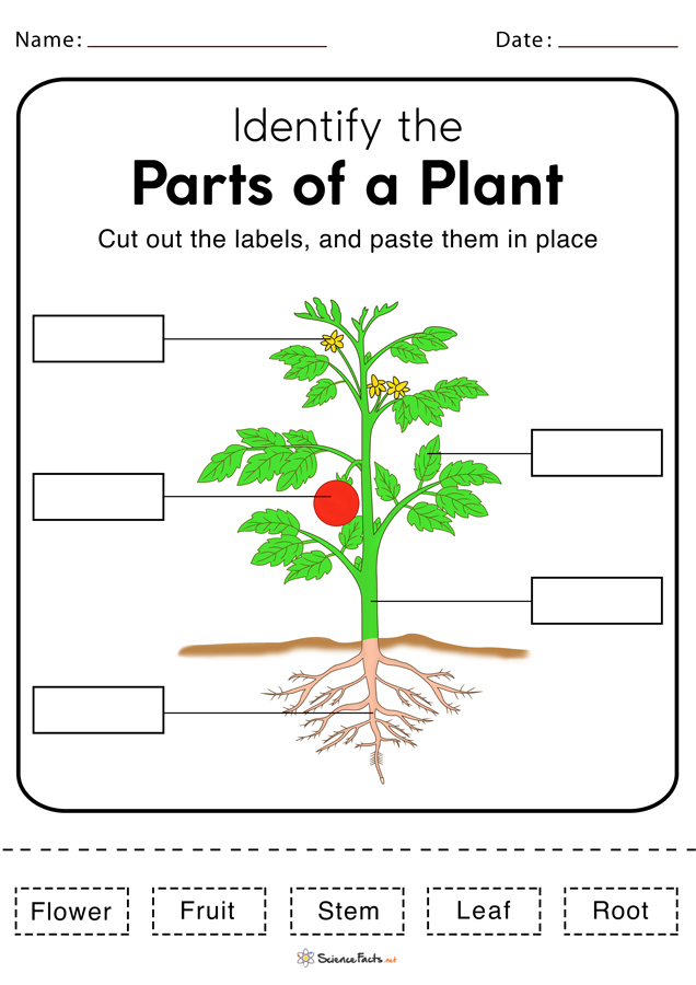 Parts Of A Plants Worksheet Free Download Plants Worksheets Parts Of A Plant Worksheets Free