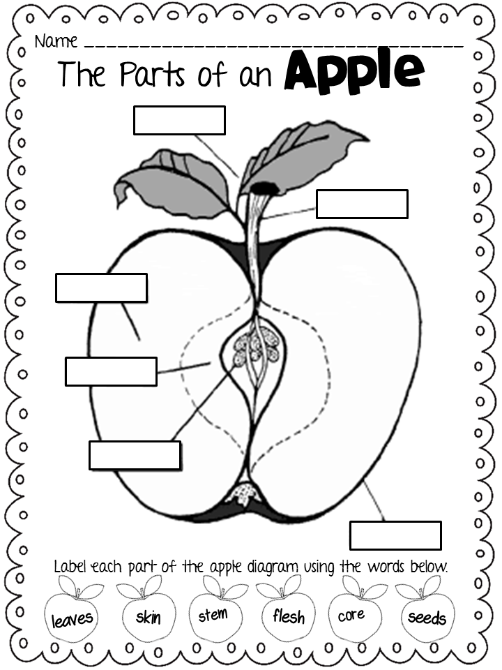 Parts Of An Apple Worksheet