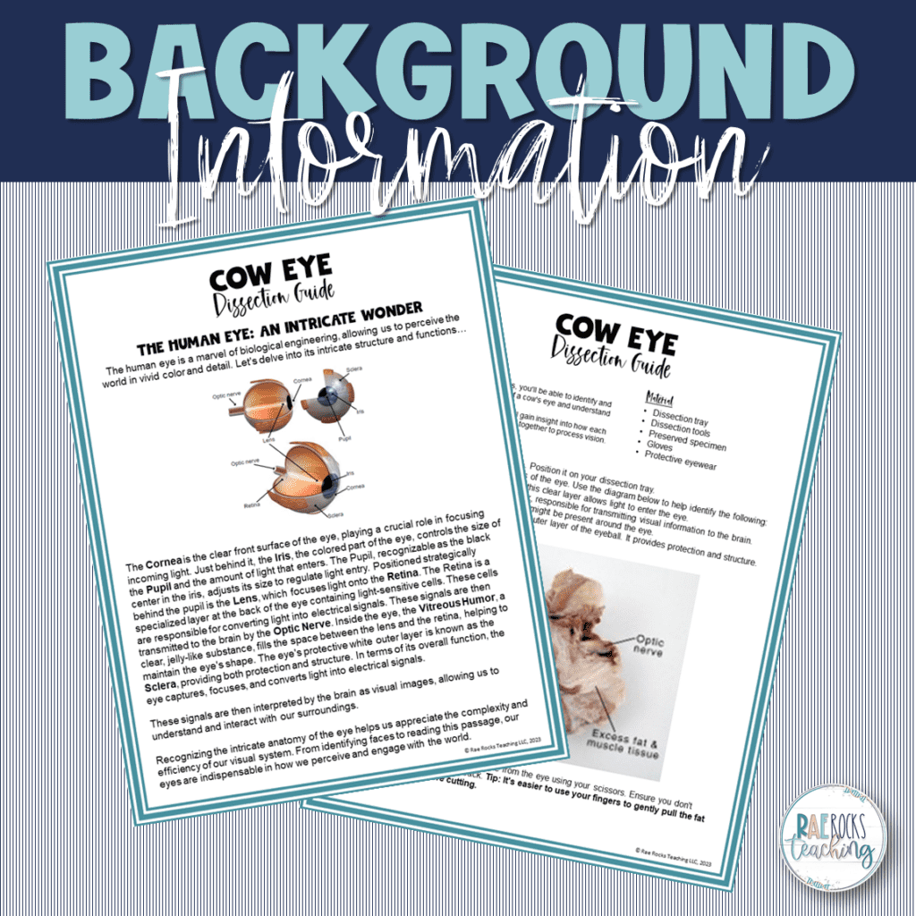 Parts Of Cow Eye Dissection Rae Rocks Teaching