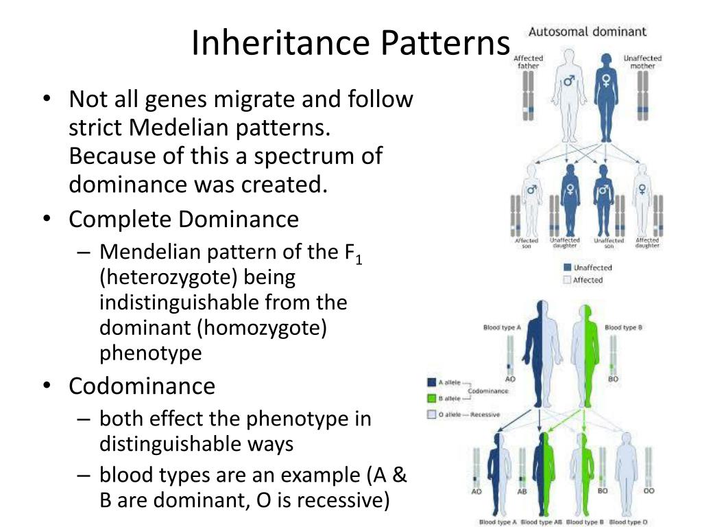 Patterns Of Inheritance Boundless Biology