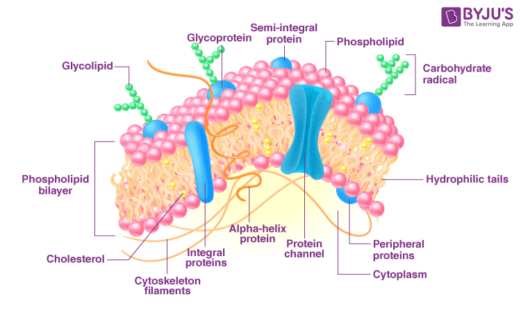 Pdf Master Basic Conceptsbasic Concepts 6 Plasma Membrane Pdfslide Net