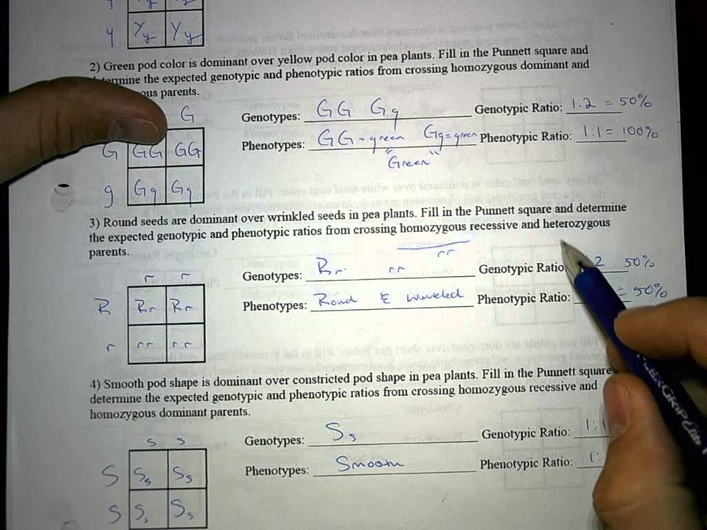 Pea Plant Punnett Square Worksheet Answers Printable Calendars At A