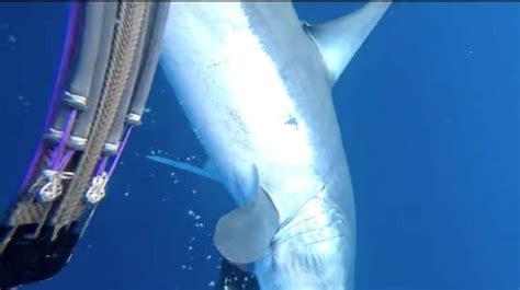 Pensacola Fisher Survived Mako Shark Attack Pensacola Fishing Forum