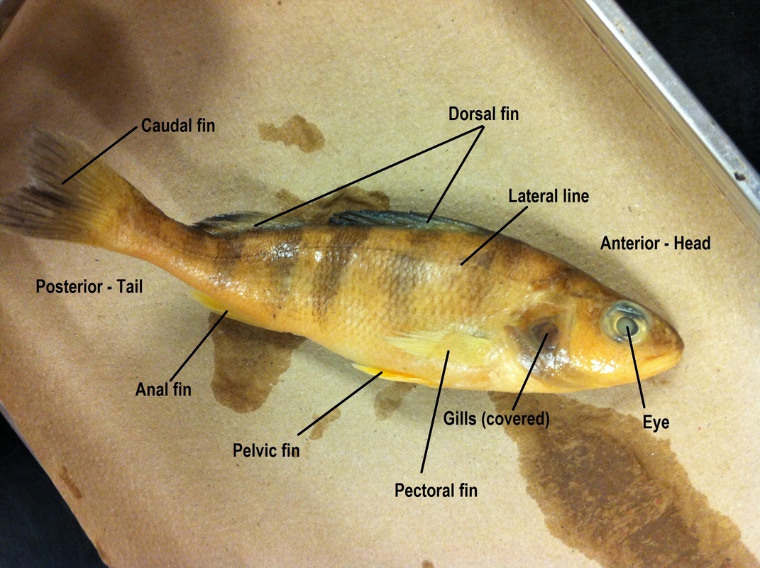 Perch Dissection Biology 11 Honours Animalia Labs