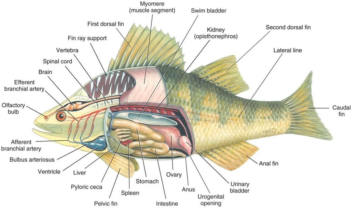 Perch Dissection Diagram