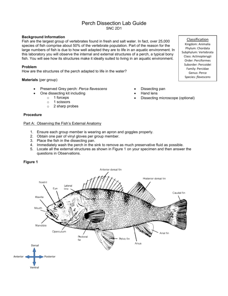 Perch Dissection Worksheet Answers Printable Word Searches