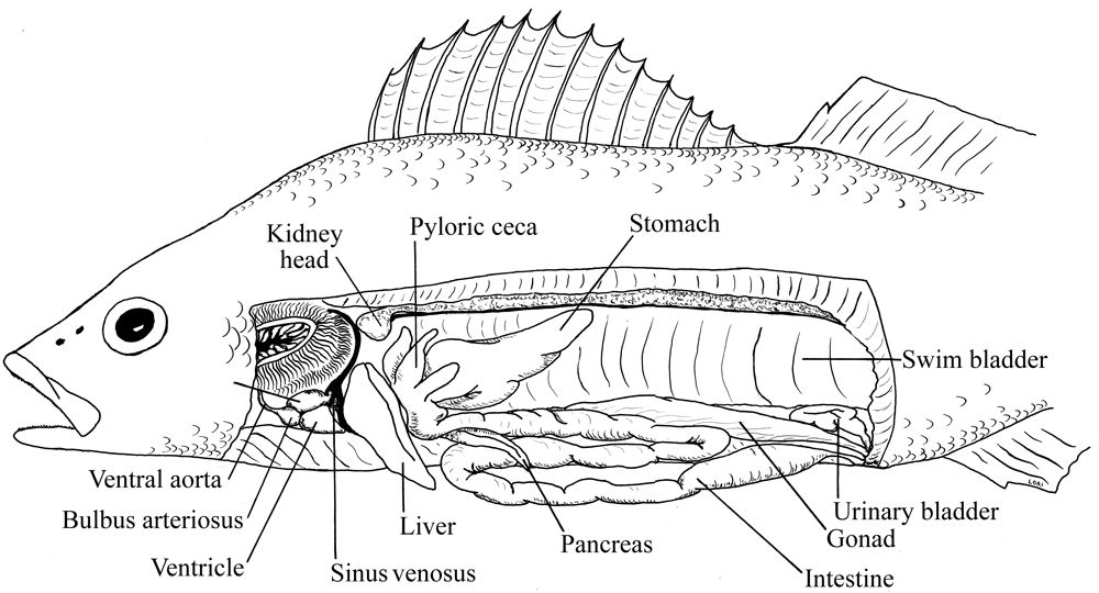 5 Essential Steps for Perch Dissection Success