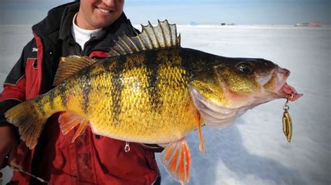 Perch Fishing Tips Expert Techniques And Tools You Need To Know