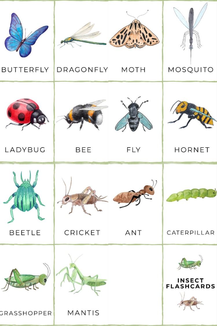 Pest Tests Bugs Insect Quizzes Games Flash Cards