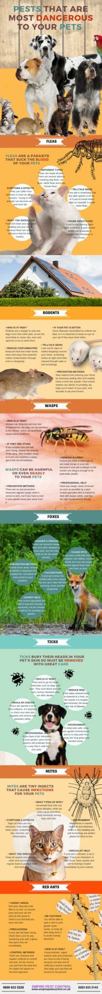 Pests And Dogs 5 Common Problems To Tackle Immediately Pet Safe Animal Humor Dog Dog Care Tips