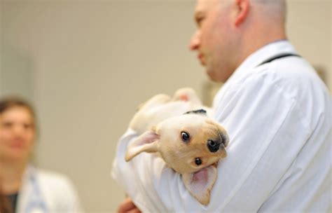 Pet Memorial College Of Veterinary Medicine At Washington State University