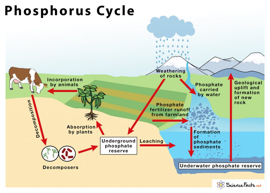 Phosphorus Cycle Definition Steps Importance And It S Impact