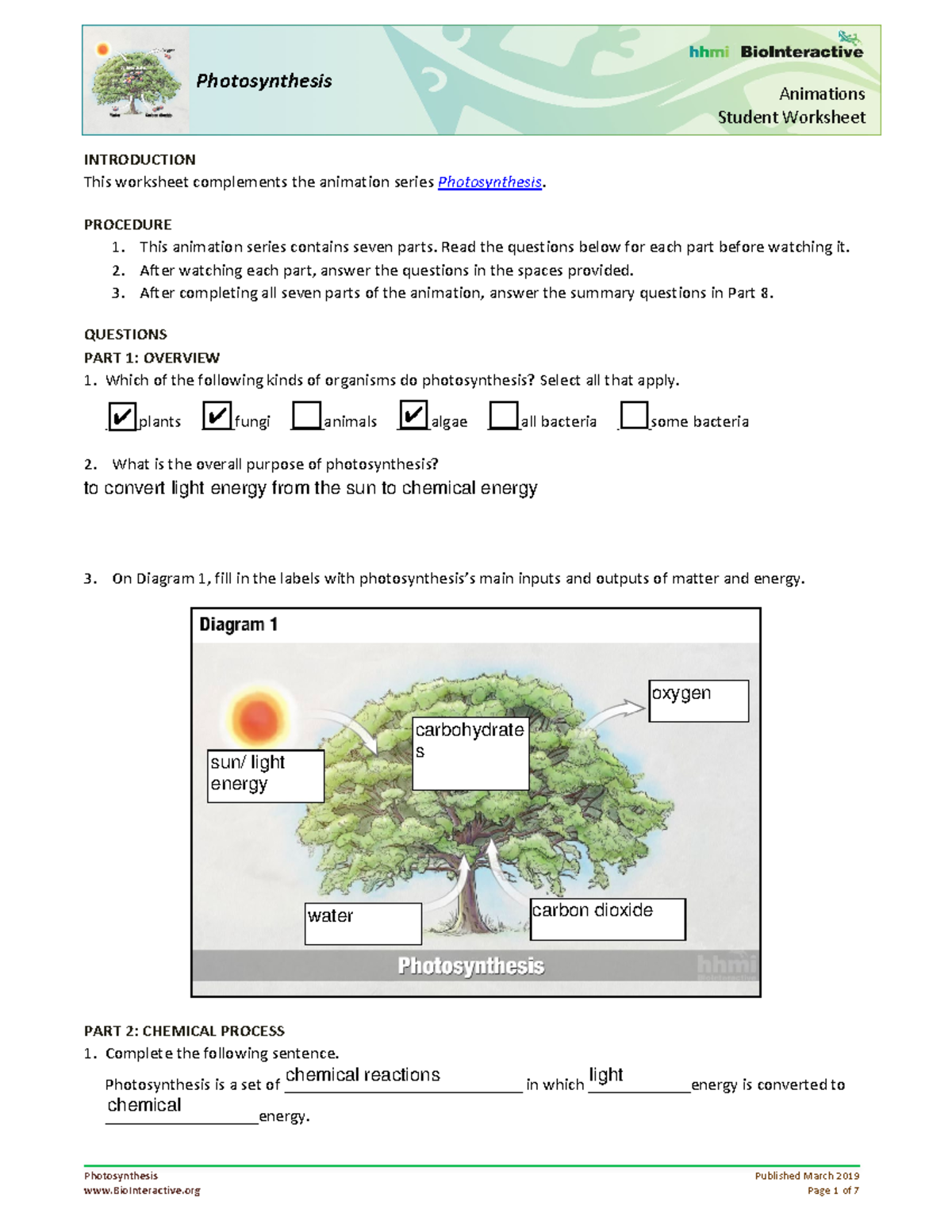 Engaging Photosynthesis Animations for Students