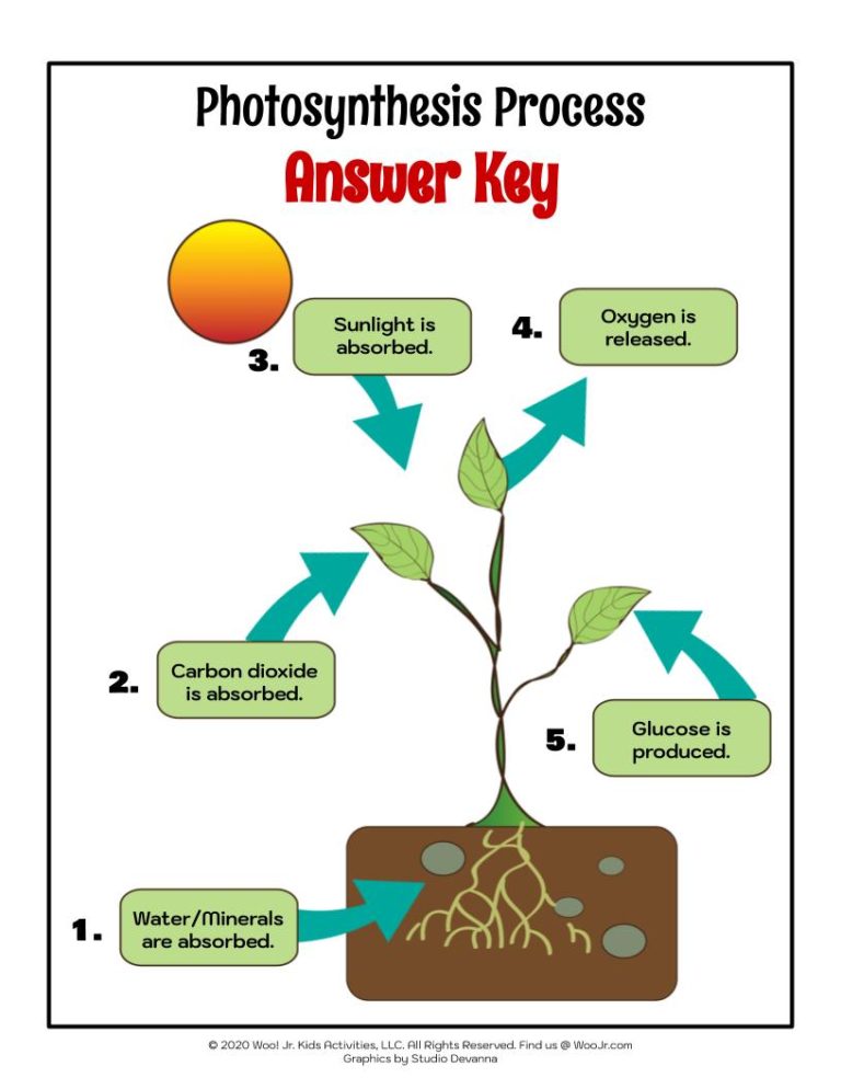 Photosynthesis Diagram For Kids Worksheet