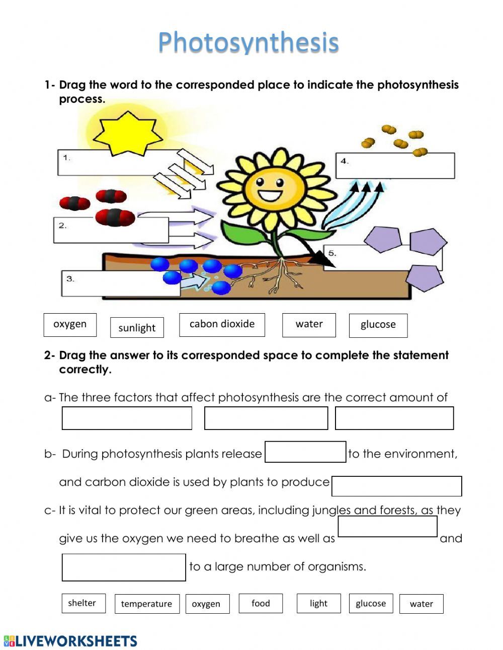 Photosynthesis Worksheet Answers Key Printable Worksheets And