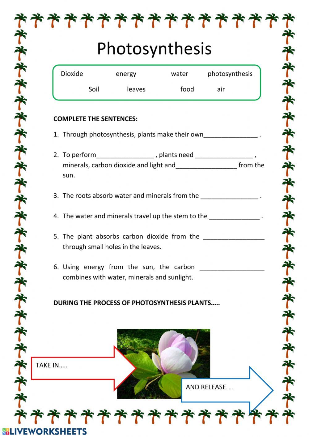 Photosynthesis Worksheet Plants Worksheet Teacher Made