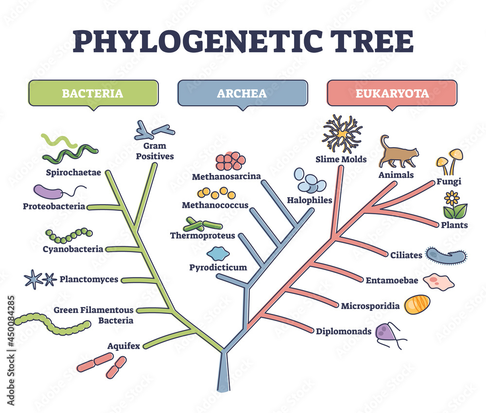 Phylogeny And The Origin Of Life Reading Worksheet Docx Ap Biology