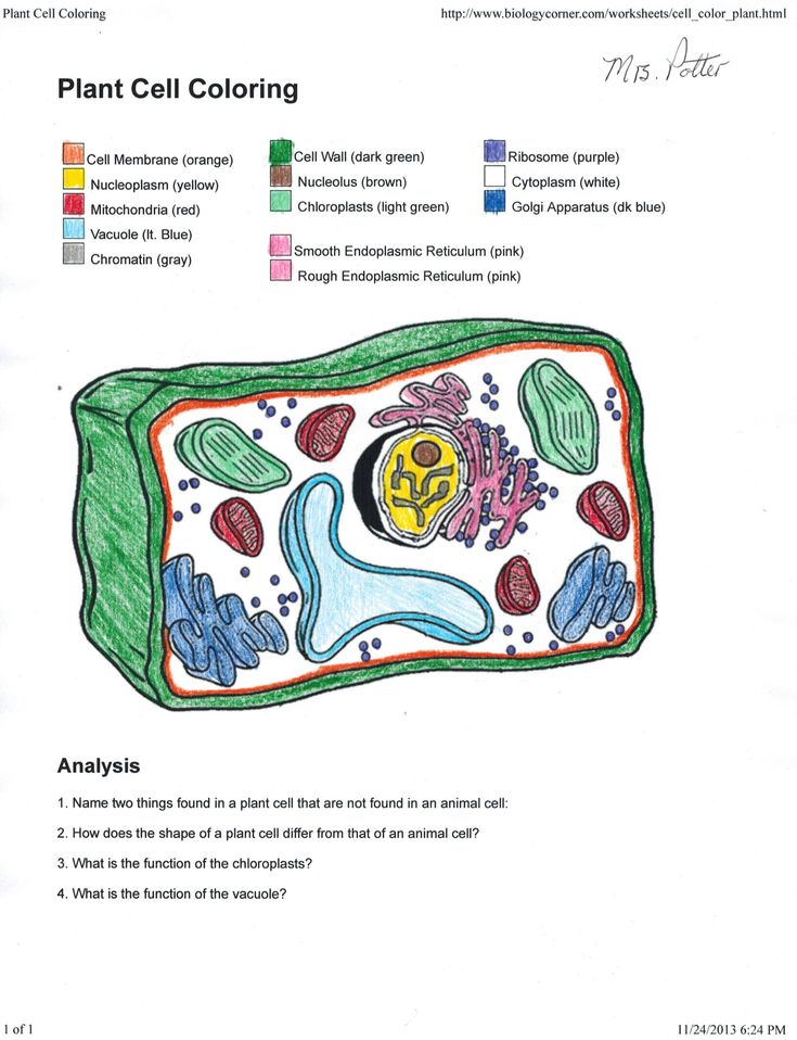 Plant And Animal Cell Coloring Worksheet Answer Key Athens Mutual