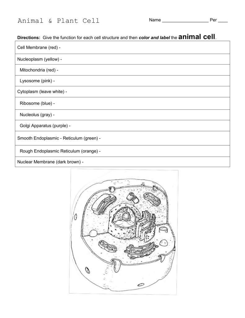 Plant And Animal Cell Worksheet With Answers Teaching Resources