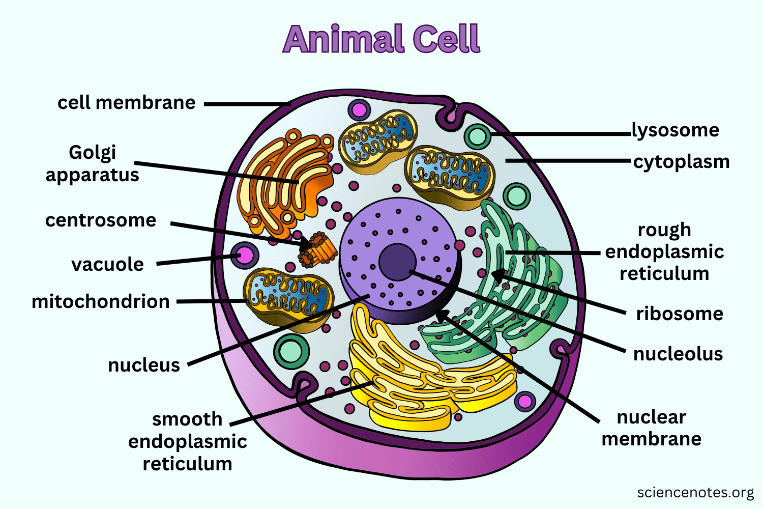 Plant And Animal Cells Organelles And Structures Coloring Worksheet