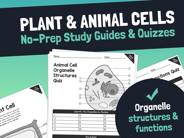 Plant Animal Cell Organelle Structures And Functions Cells Unit