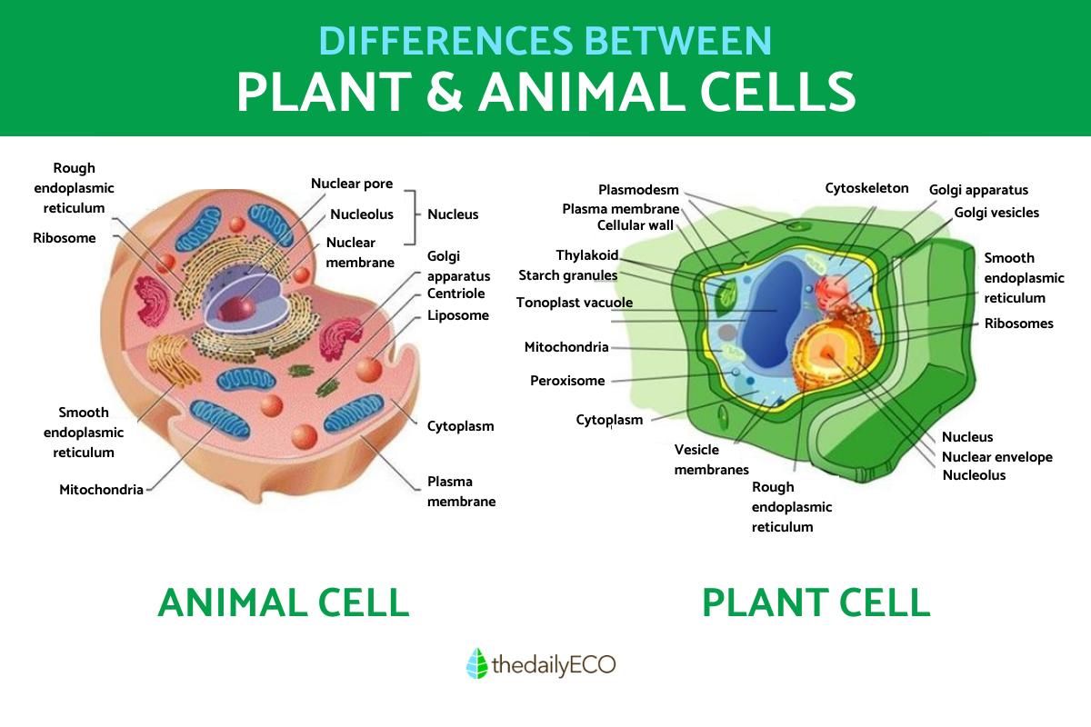 Plant Cell And Animal Cell Diagram Worksheet Pdf Artofit