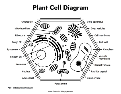 Plant Cell Diagram Free Printable Paper Com