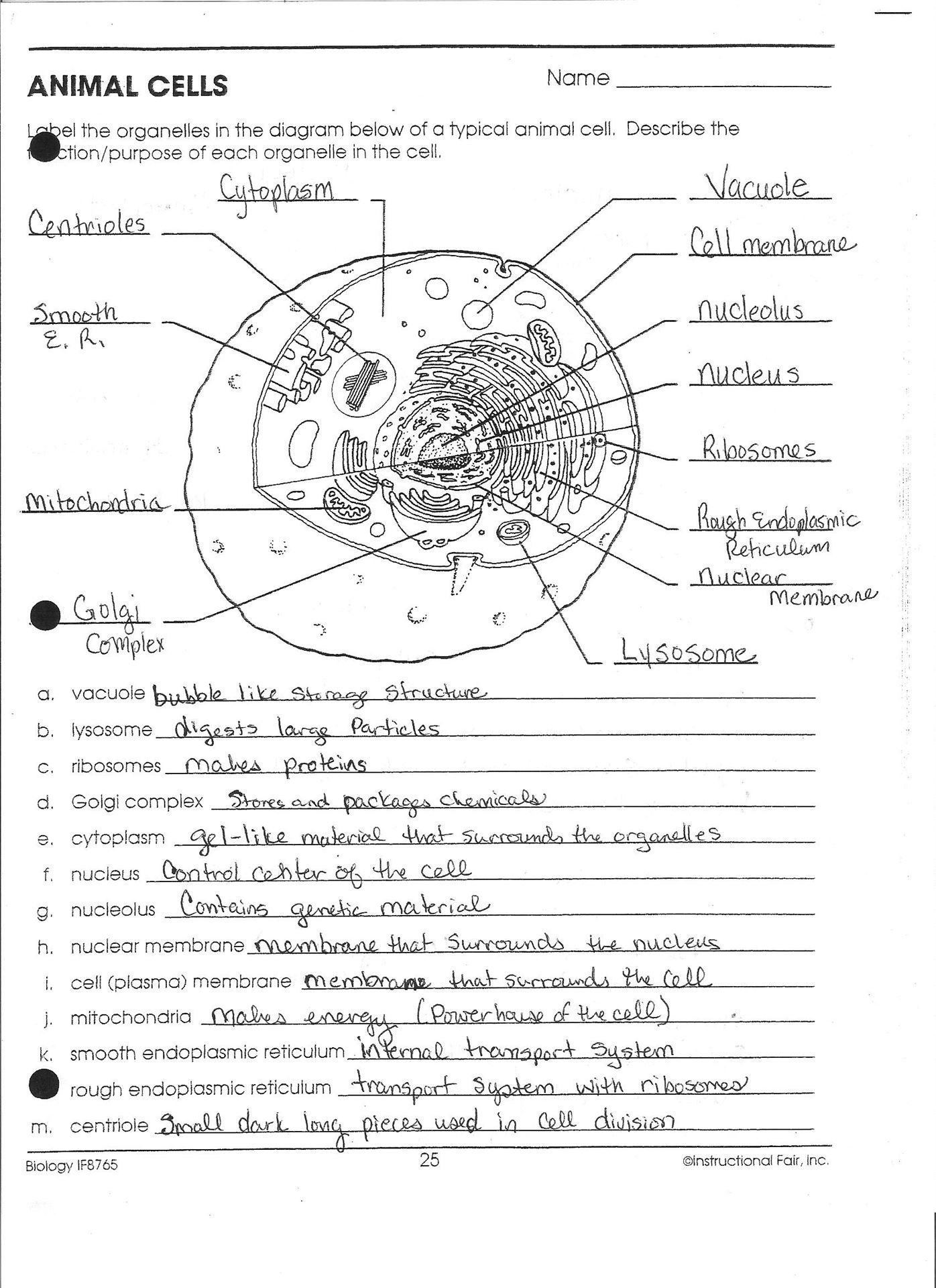 Plant Cell Diagram Worksheet Answers: 5 Essential Tips