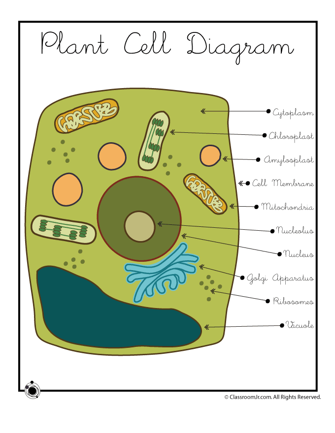 Plant Cell Diagrams Labeled For Kids Plant Cell Diagram Cell Diagram Plant Cell