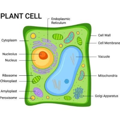 Plant Cell Facts For Kids Facts Just For Kids