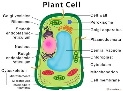 Plant Cell Facts