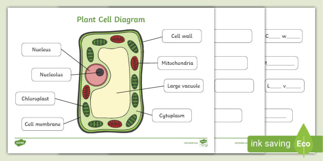 Plant Cell For Kids To Label