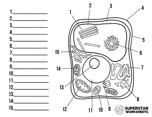 Plant Cell Labelling Worksheets