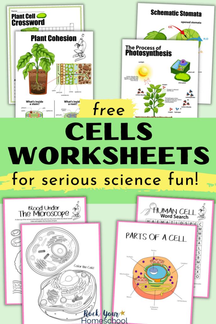 Plant Cells Worksheets