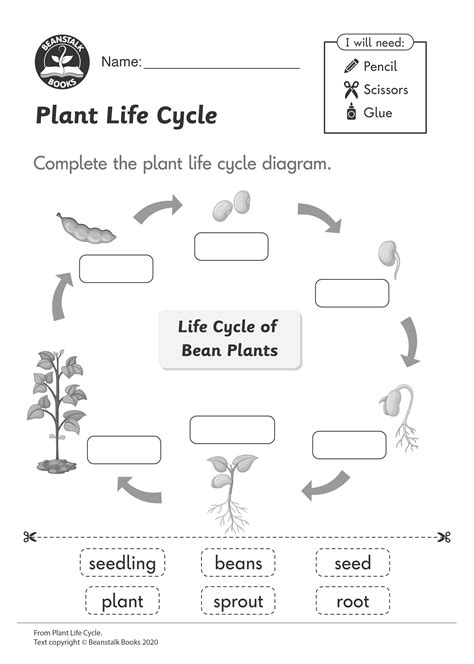 Plant Cycle Worksheet