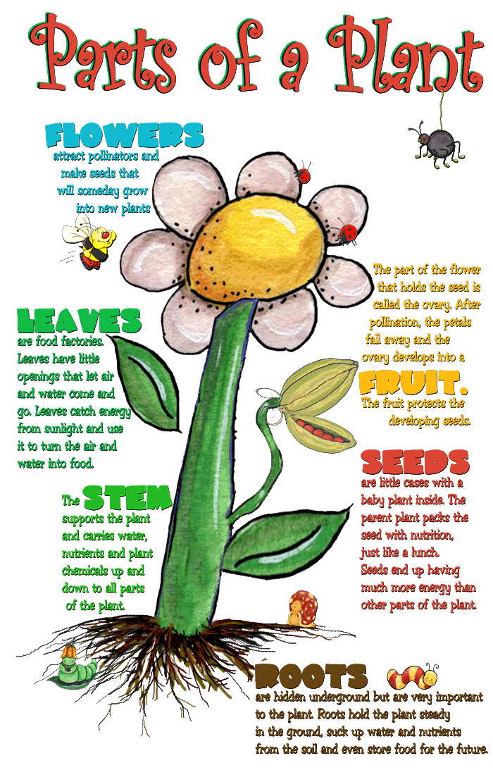 Plant Functions Plant Part Functions Science Pinterest