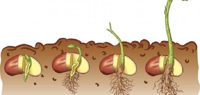 Plant Growth Study Guide Inspirit