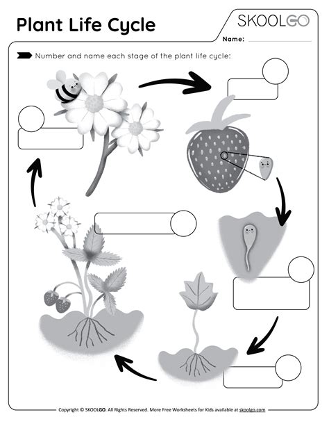 Plant Life Cycle Free Worksheet Skoolgo