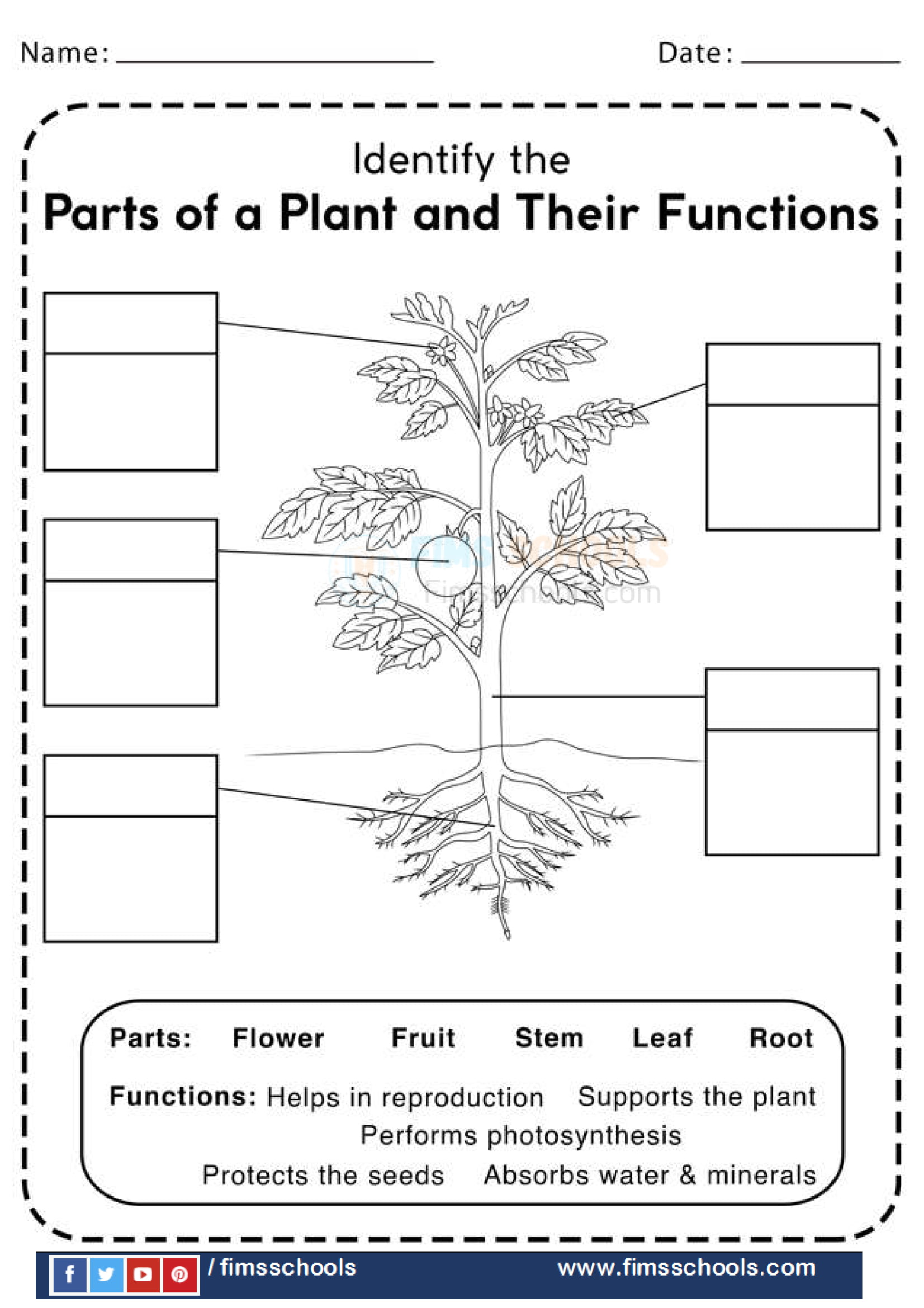 Plant Part Function Worksheet