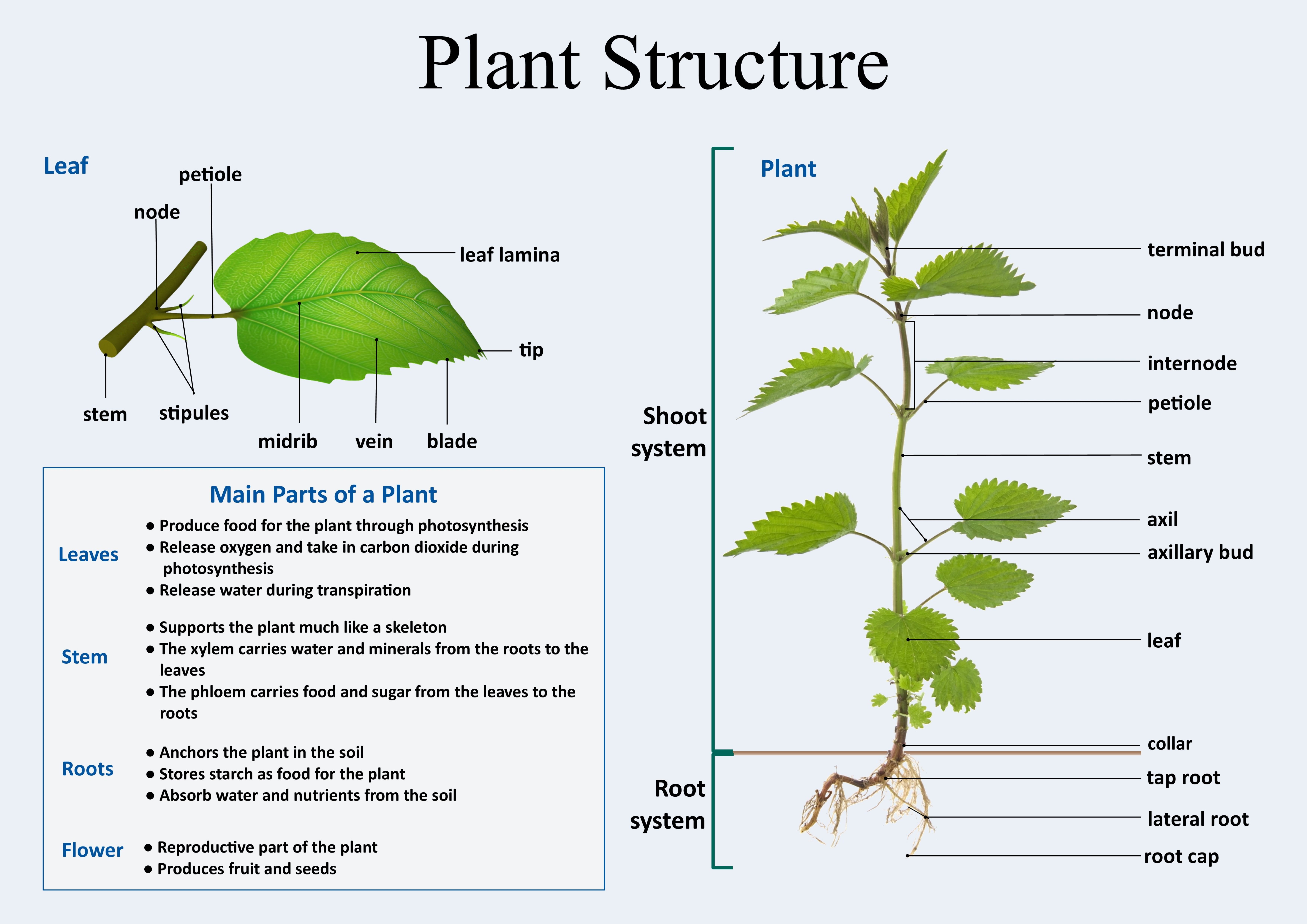 Plant Structure And Function Worksheet Worksheet