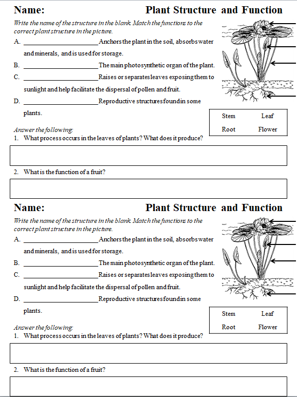 Plant Structure And Function Worksheets