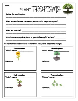 Plant Tropisms Worksheet With Answer Key By Stokes Scholars Tpt