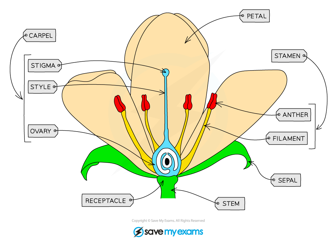 Plants Online Activity For Year 2 Structure Of A Flower Worksheet Answers Biology Igcse Best