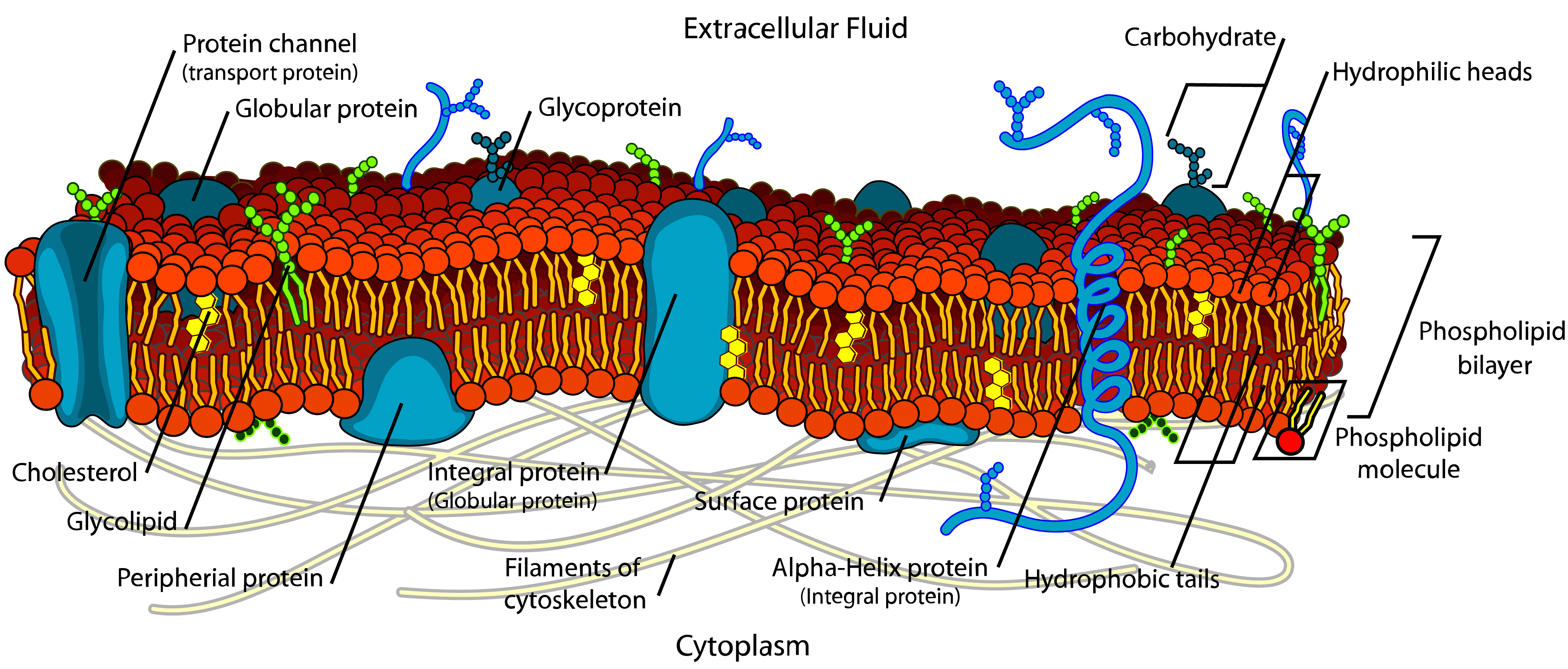 Plasma Membrane Diagram Worksheets Plasma Membrane Biology Notes