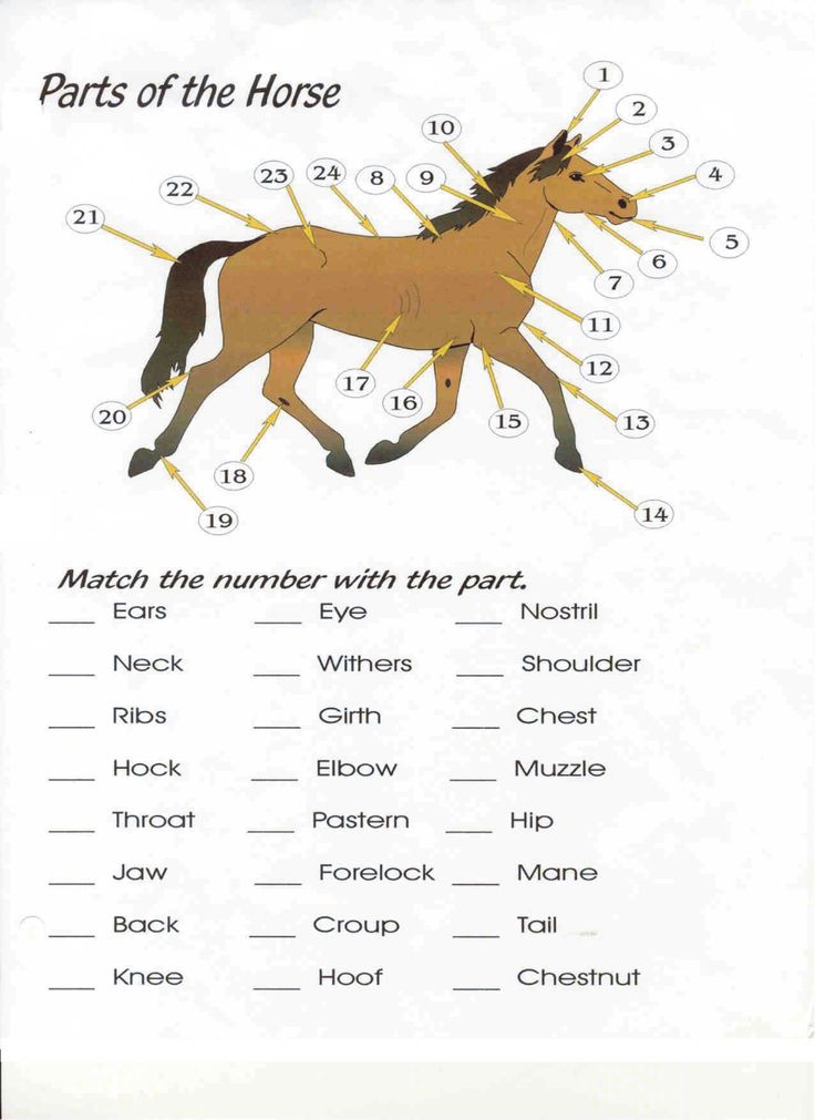 Free Printable Pony Camp Horse Worksheets for Kids