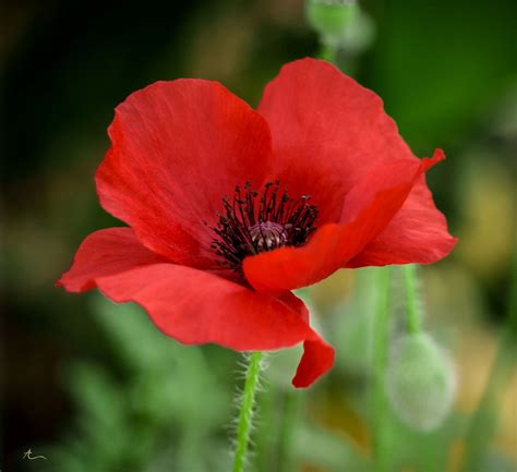 Poppy Flower 38 Ideacoration Co Poppy Flower Flower Pictures Beautiful Flowers